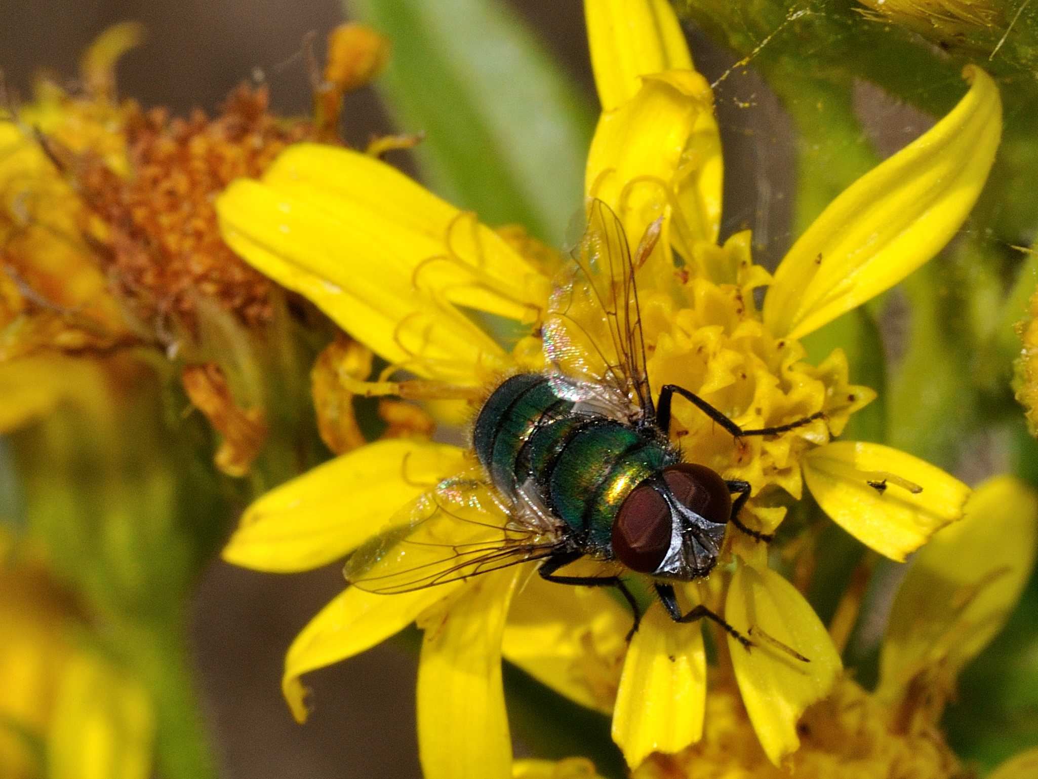 ID Calliphoridae